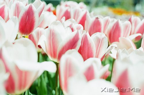 ��Ҫ������ң�ֻ�󰲰����� (4)