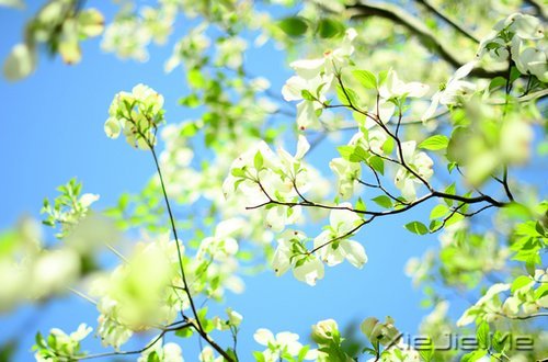 心似莲开,清风自来 (4)