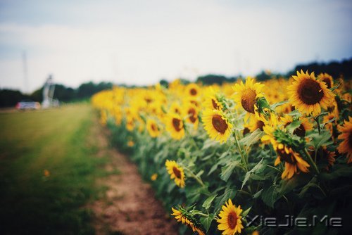 ������ֻ��Ҫһ��������΢Ц (9)