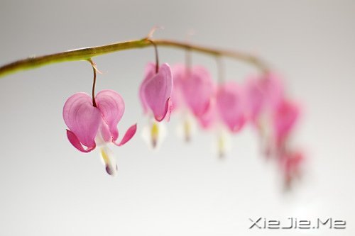 ֻ��֪��ж�������Ц������ (5)