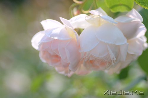 当下的付出,是明日的花开 (10)