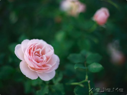 �Ҹ������Ǵ����ﶬ����Ȼ���� (9)