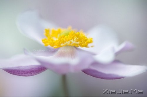 早安心语:找一个理由,去否认忧伤 (8)