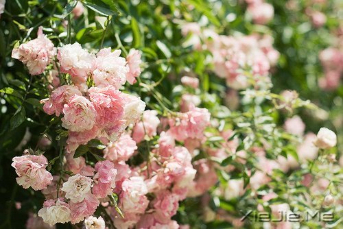 早安心语:走今天的路,过当下的生活 (8)