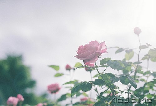 做一个微笑挂在嘴边,快乐放在心上的人 (2)