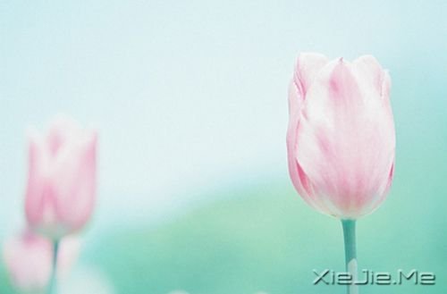 早安心语:淡然,是人生的一种成长 (10)