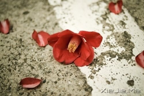 晚安心语:青春带着疼痛,却又义无反顾 (9)