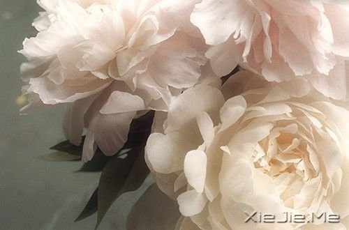 晚安心语:不争,也有属于你的世界 (5)