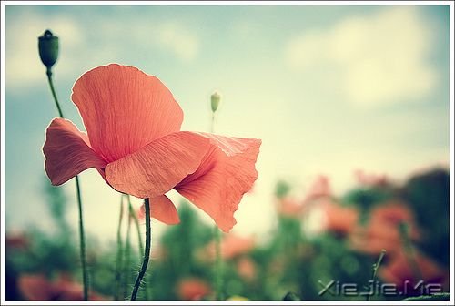 晚安心语:别忘了最初的自己 (10)