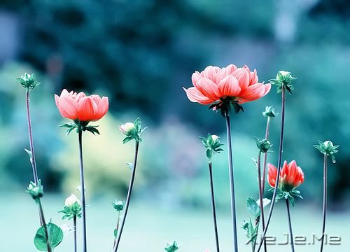 晚安心语:总有一次哭泣,让人瞬间长大 (7)