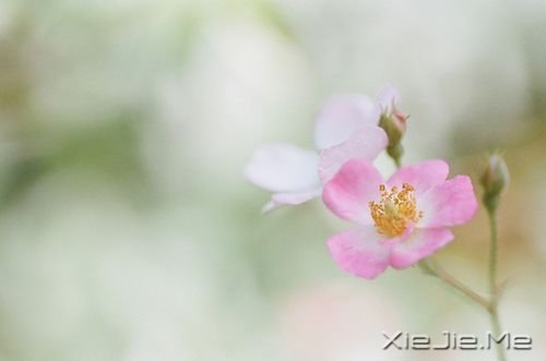 早安心语:生活只有经得起平静,方才显淡泊宁静的真实 (8)