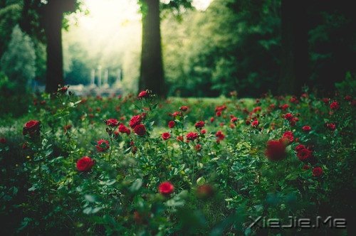 ���֣��ɳ���ζ�� (4)