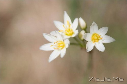 �������֣�����÷��Ʒ��ľ������