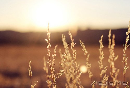 文字:你真的努力过吗